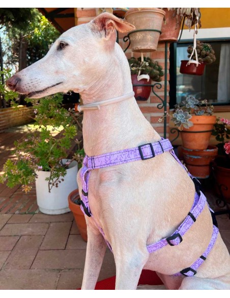 arnes-algodon-antiescape-galgo