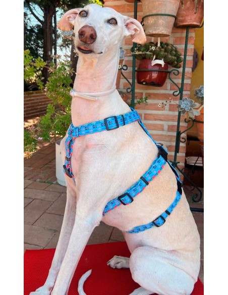 arnes-algodon-antiescape-galgo