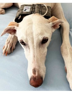 collar-galgo-algodon