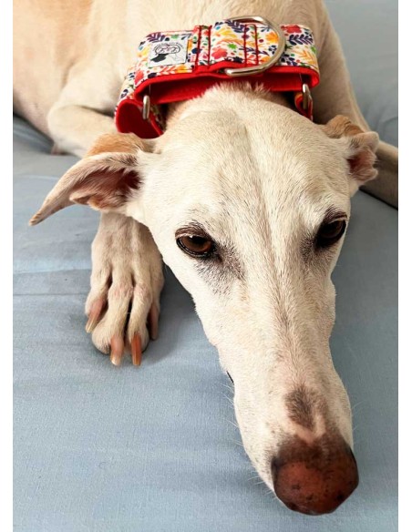 collar-galgo-algodon