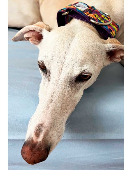 collar-galgo-algodon