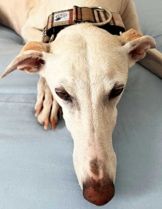 collar-galgo-algodon