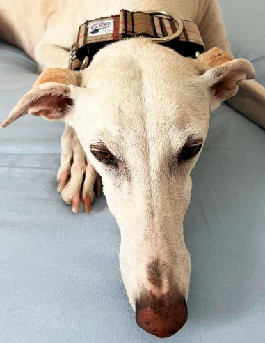 collar-galgo-algodon