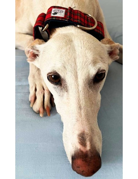 collar-galgo-algodon