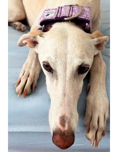 collar-galgo-algodon