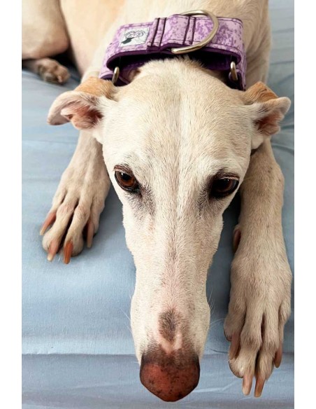 collar-galgo-algodon