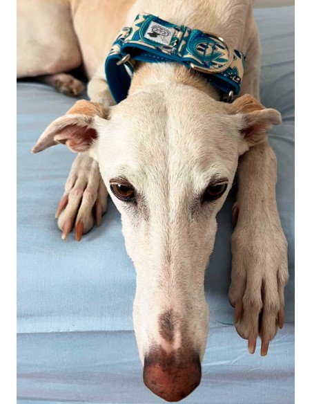 collar-galgo-algodon