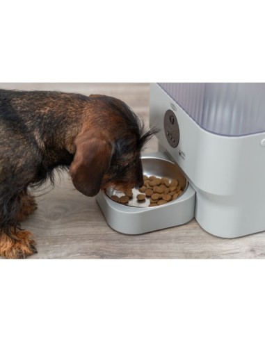 comedero-automatico-perro