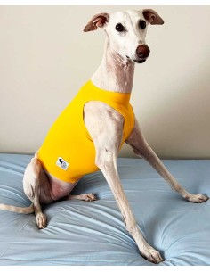 peto-galgo-lycra-amarillo