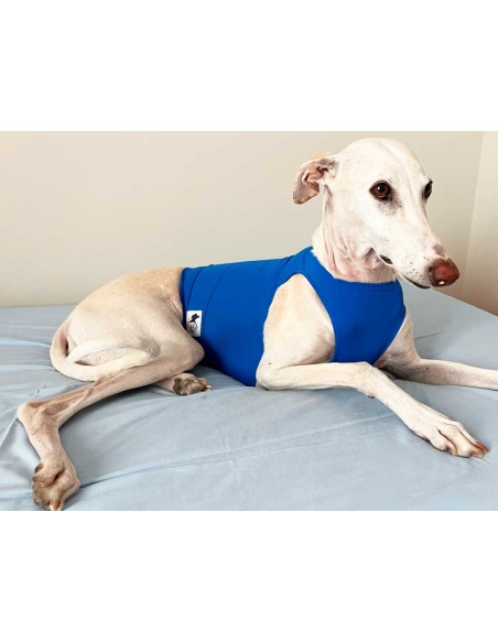 peto-galgo-lycra-azul