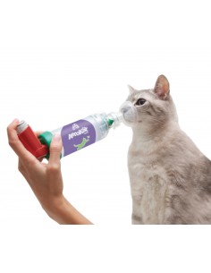 camara-aerosoles-gato