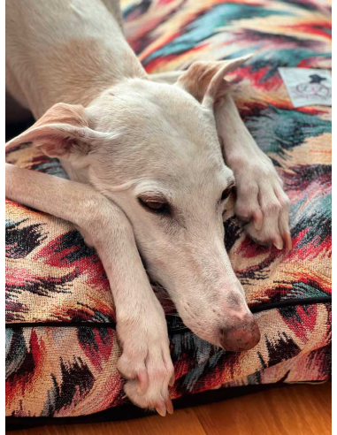 cama-especial-galgo