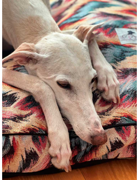 cama-especial-galgo
