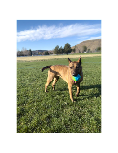 Juguete-perro-KONG-pelota