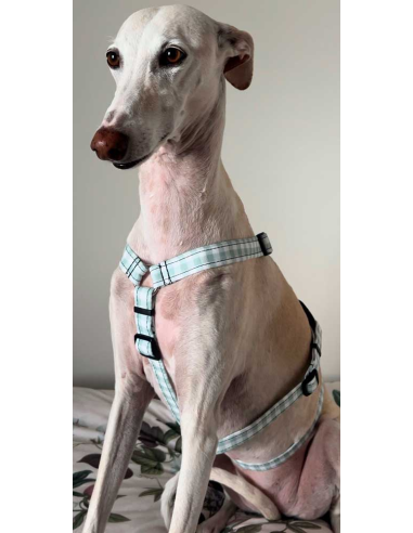 arnes-algodon-piccolo