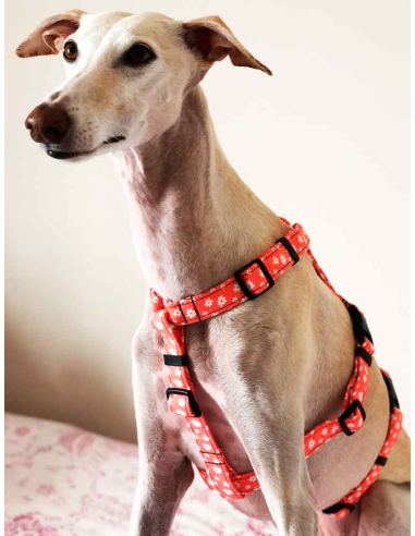 arnes-algodon-piccolo