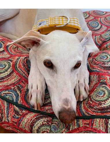 collar-galgo-algodon