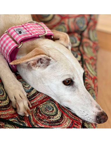 collar-galgo-algodon