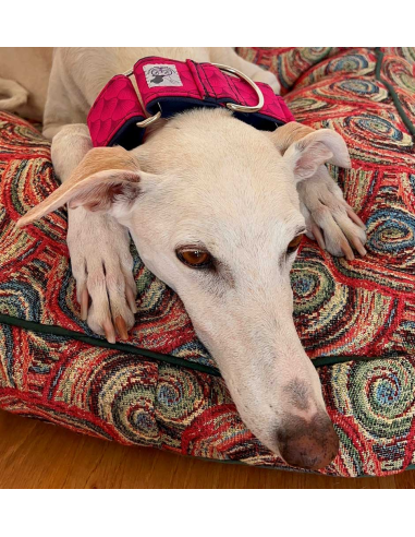 collar-galgo-algodon