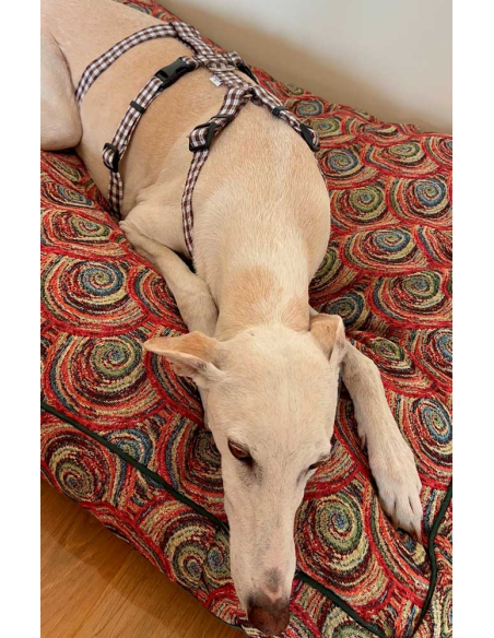 arnes-algodon-antiescape-galgo