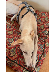 arnes-algodon-antiescape-galgo