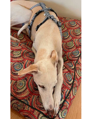 arnes-algodon-antiescape-galgo