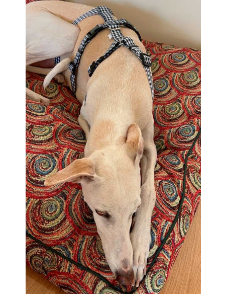 arnes-algodon-antiescape-galgo