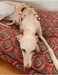 arnes-algodon-antiescape-galgo