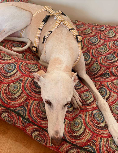 arnes-algodon-antiescape-galgo