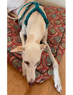 arnes-algodon-antiescape-galgo