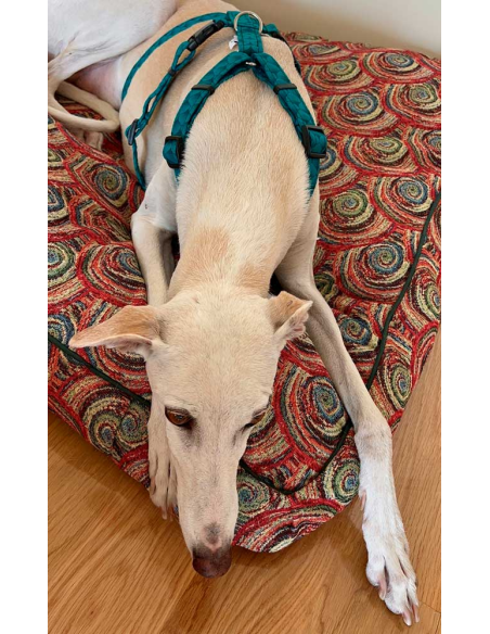 arnes-algodon-antiescape-galgo