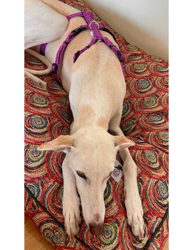 arnes-algodon-antiescape-galgo