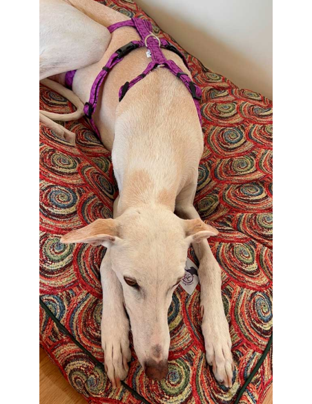 arnes-algodon-antiescape-galgo