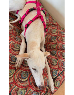 arnes-algodon-antiescape-galgo