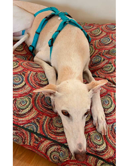 arnes-algodon-antiescape-galgo