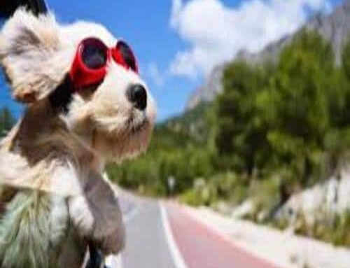 Viajar con perros con total seguridad