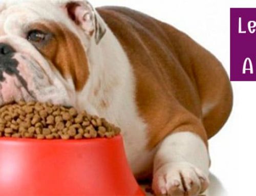 Cómo alimentar a tu perro afectado por la Leishmaniasis