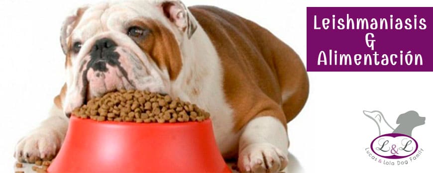 Cómo alimentar a tu perro afectado por Lishmaniasis