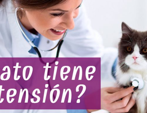 ¿Qué es la hipertensión en gatos?