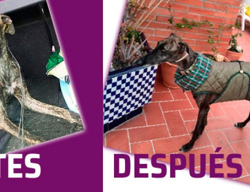 Galgo salvado de la muerte: La historia de Marty