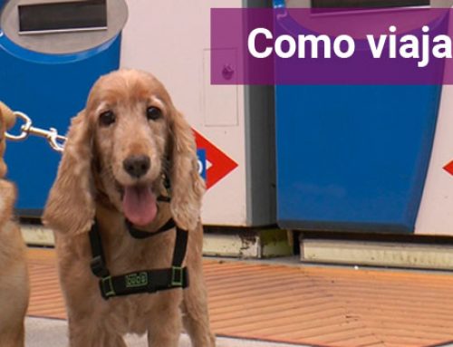 ¿Cómo acceder al metro y tren con tu perro?
