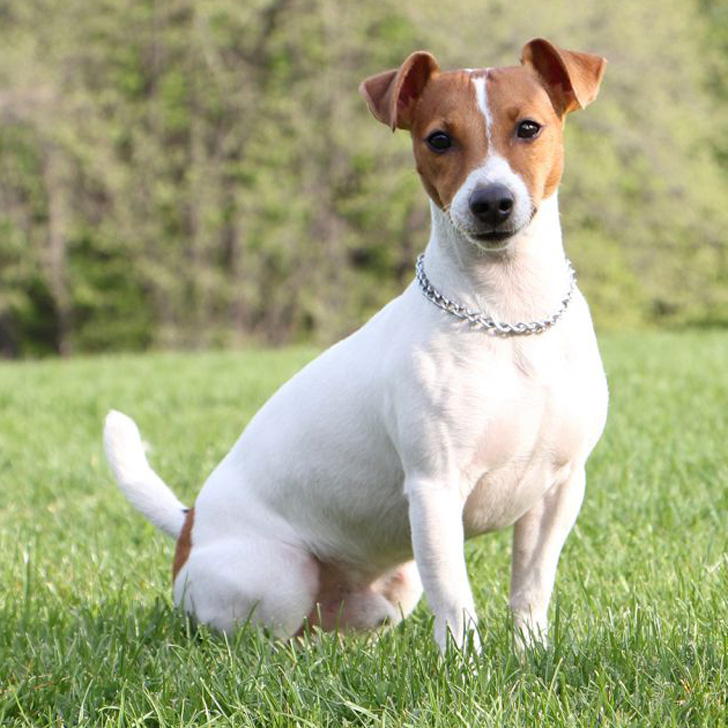 Albums 99 Pictures Jack Russell Terrier Photos Full Hd 2k 4k 102023