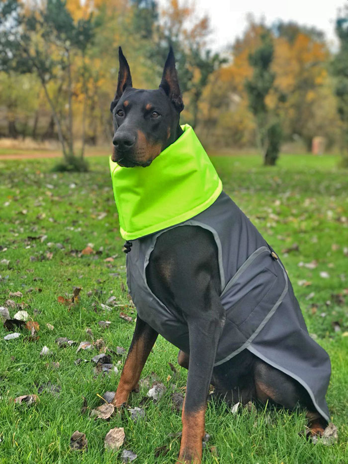 abrigo-perro-impermeable-gris