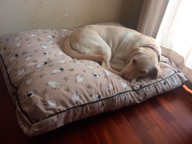 cama-grande-perro