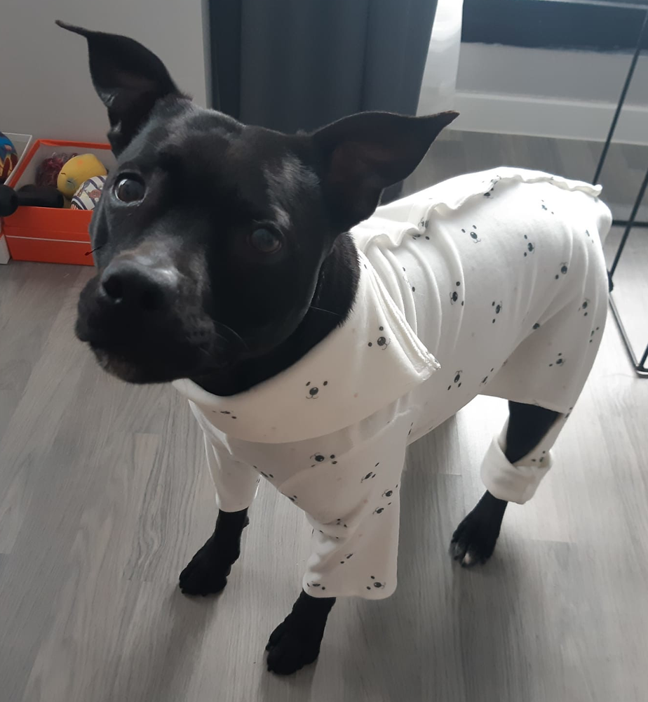 pijama-perro