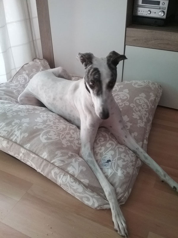 cama para galgo comoda