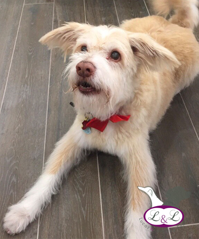 Peluquería de perros