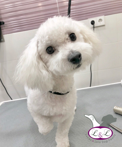 Parafarmacia para perros