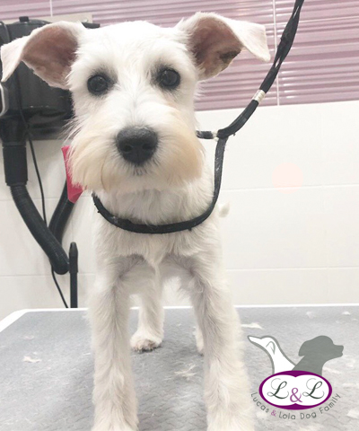 Peluquería canina