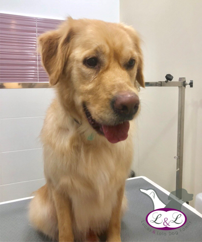 Colonia para perros